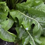 horseradish 3599860 1280