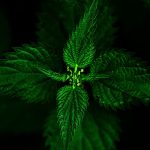 stinging nettle 1558183 1280