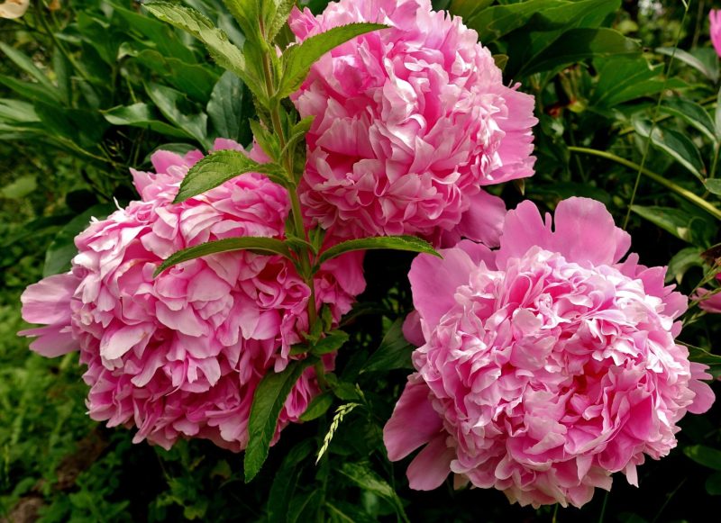 peonie -dozdrowia.pl